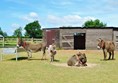 Photo of donkeys outside.