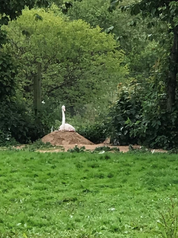 Picture of a falmingo (might be a swan) very blurry