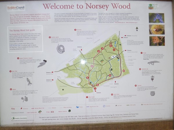 Picture of Norsey Wood