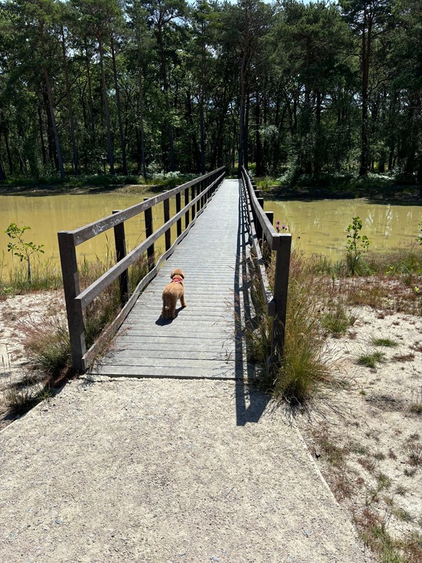 Image of the bridge with a little brown dog walking over it.