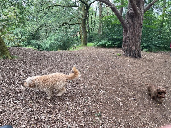 Two dogs in a wood