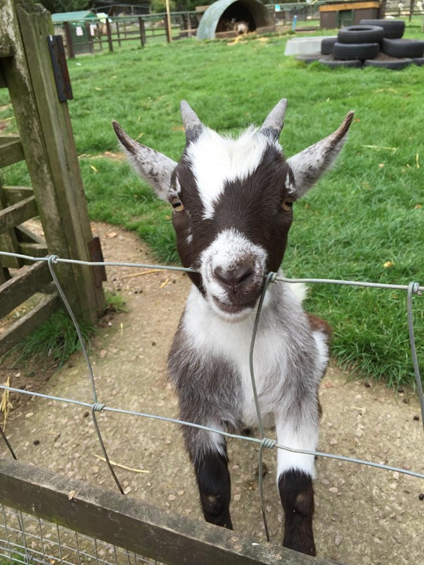 Friendly goat