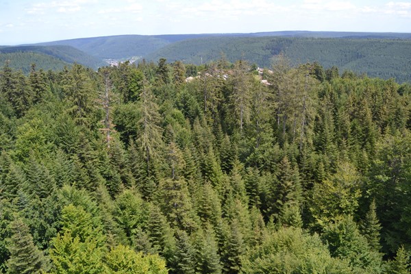 Baumwipfelpfad Schwarzwald