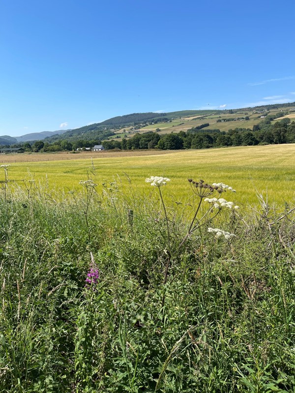 Flowers in a field