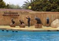 Picture of Rancho Texas - Sea Lions