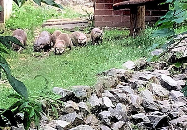 Having already seen the otters fed at 11.00