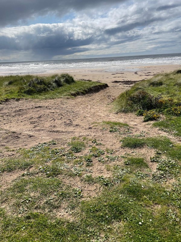 Image of a beach with grass growing through