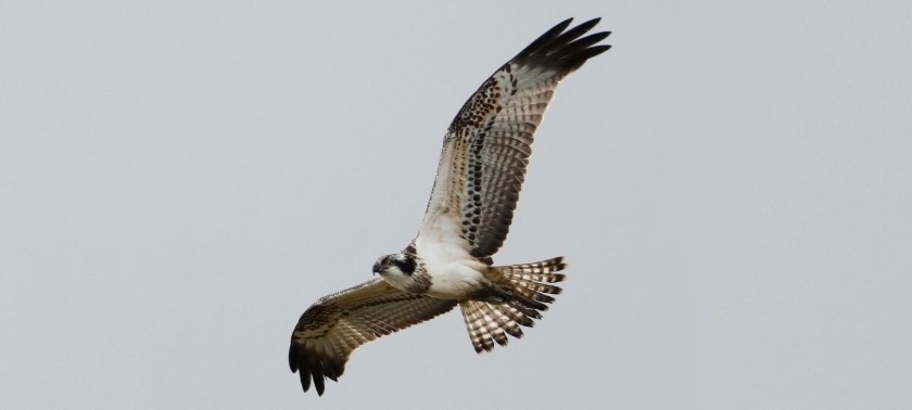 Loch of the Lowes Visitor Centre and Wildlife Reserve