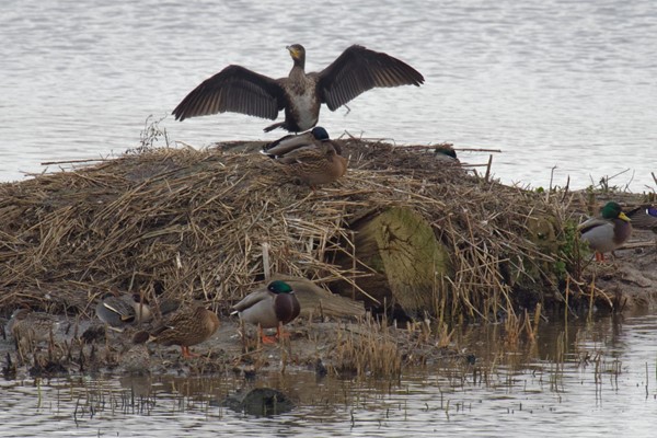 View from a hide on the blue walk.