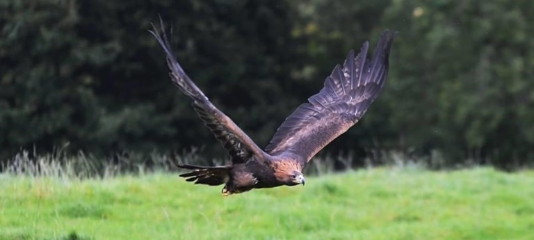 Loch Lomond Bird of Prey Centre