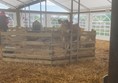 Image of a calf in a petting pen under a marquee with the ground covered in hay