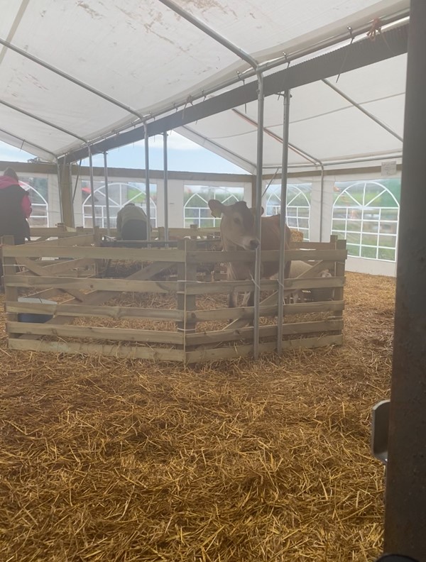 Image of a calf in a petting pen under a marquee with the ground covered in hay