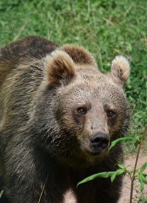 Alternative Wolf and Bear Park Black Forest