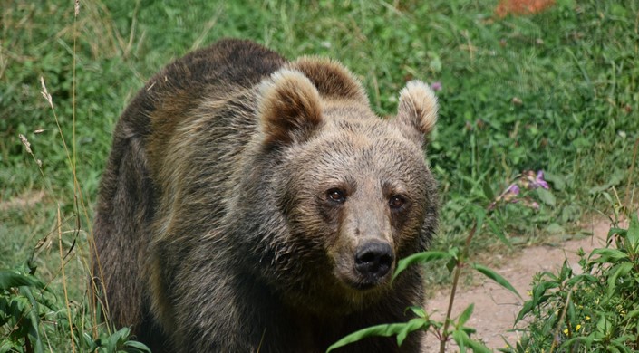 Alternative Wolf and Bear Park Black Forest