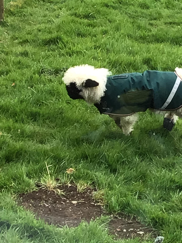 This poor little lamb had a damaged hip/pelvis the vet put a cage on her leg etc. she is now doing well but with a slight limp.