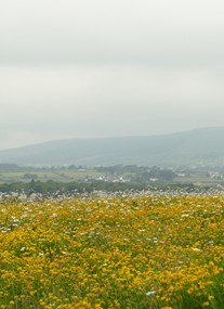 Culmore Country Park