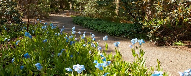 Disabled Access Day 2019 at Dawyck Botanic Garden article image