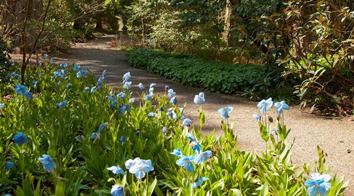 Disabled Access Day 2019 at Dawyck Botanic Garden