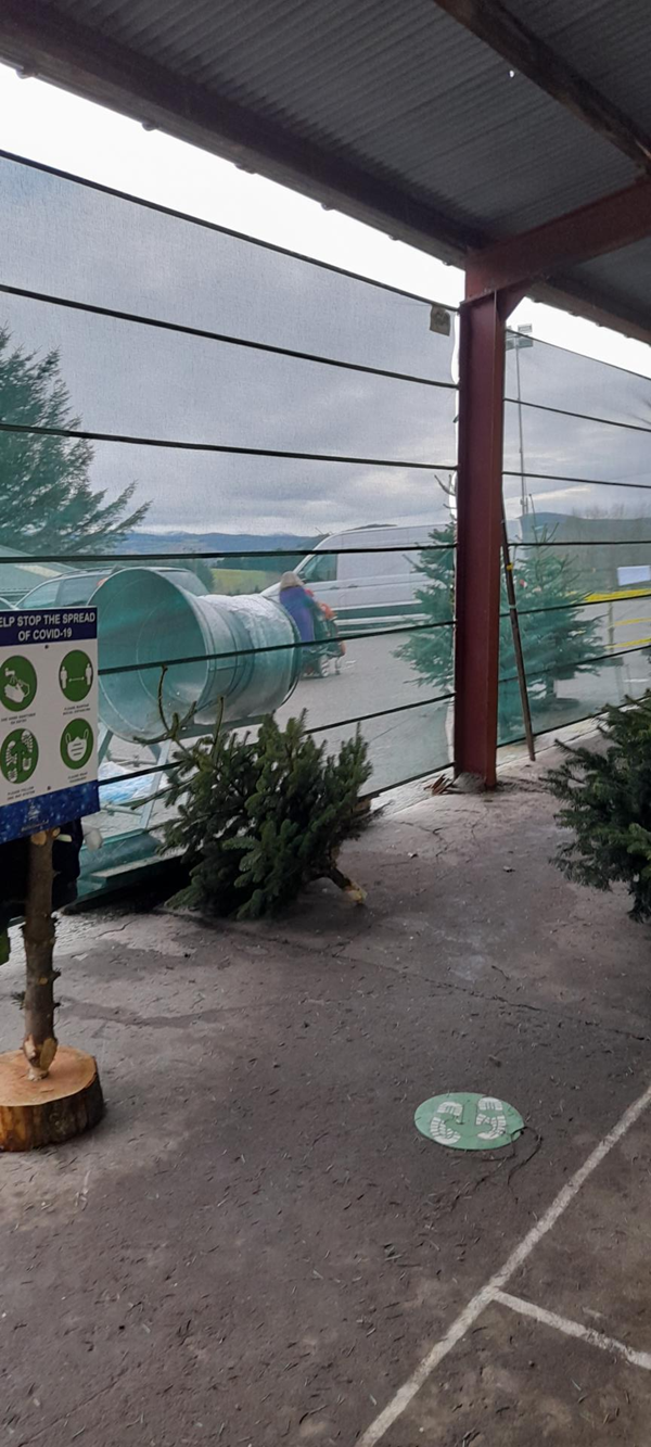 Picture of Black Isle Christmas Trees, Inverness