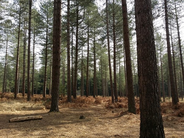 Picture of Moors Valley Country Park - Lots of trees, lots of mud! Kids love it, but your wheelchair won't!