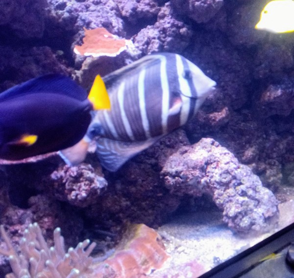 Fish in an aquarium