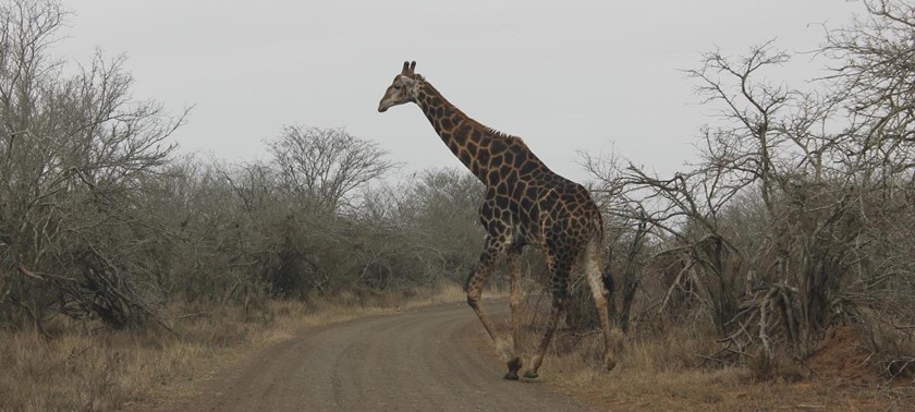 Kruger National Park