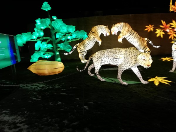 Big cat Lanterns