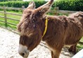 Photo of a donkey.