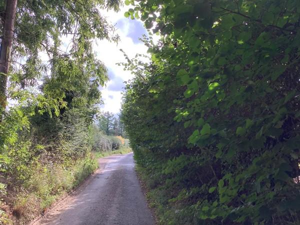 Road through trees