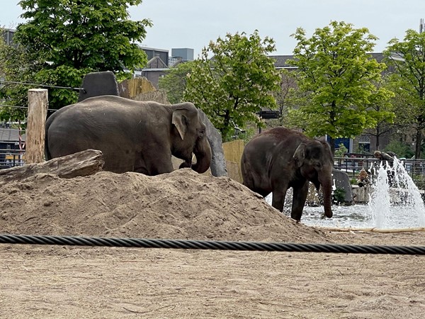 Elephants were a big hit with us and these two were busy calling off in the shallow pond water