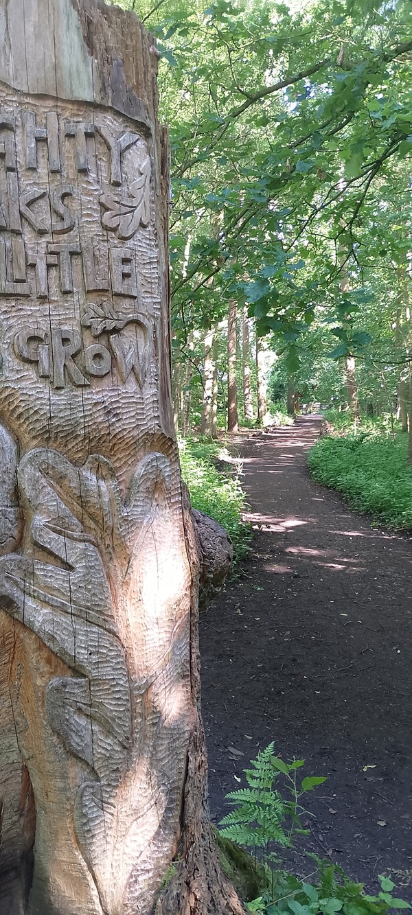 Image of a tree carvings.