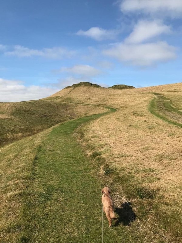 Picture of Northumberlandia