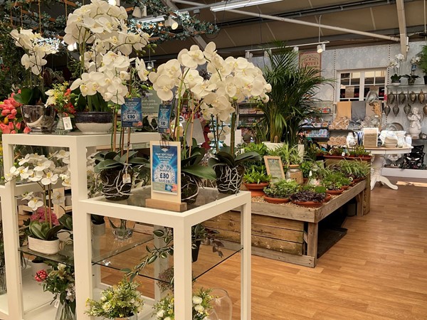 Image of a store with many plants