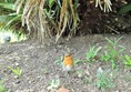 A robin visitor while I had lunch