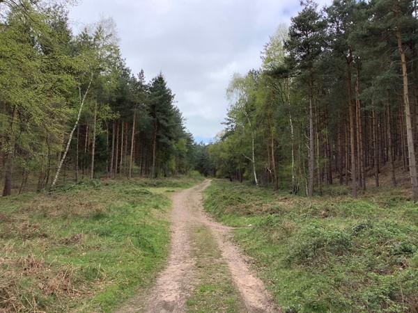 picture of a track through woodland