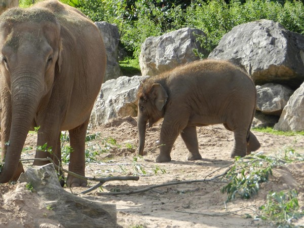 Baby Elephant