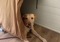 Dog under a table