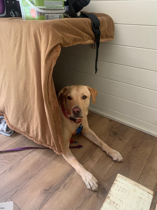 Dog under a table