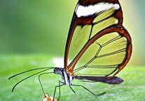 Disabled Access Day at The Tropical Butterfly House