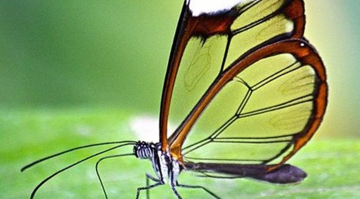 Disabled Access Day at The Tropical Butterfly House