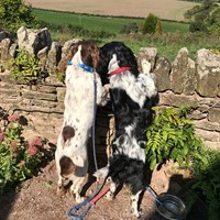 Let's explore, 12 acres of organic fields. Dogs most welcome