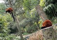 We got up close to several creatures where we didn't quite know what we were looking at. These two ranging brown furry creatures were interesting