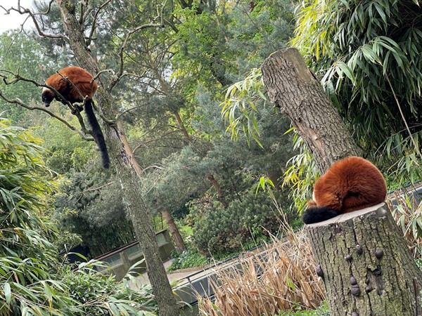 We got up close to several creatures where we didn't quite know what we were looking at. These two ranging brown furry creatures were interesting