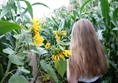 Picture of Wistow Maze