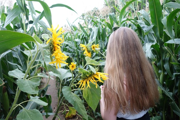 Picture of Wistow Maze