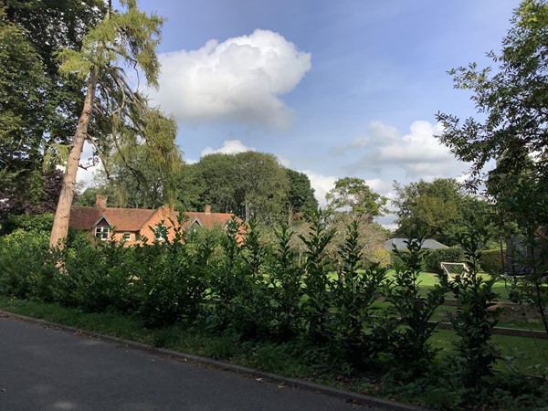 Top of a house just visible behind a hedge