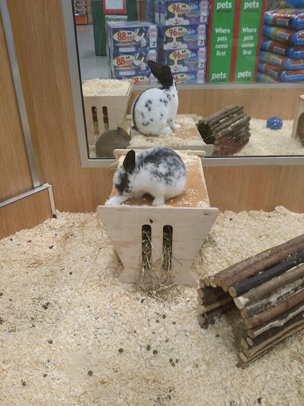 Picture of Pets at Home, Poole