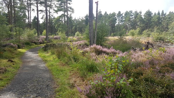 Picture of Devilla Forest Trail, Alloa