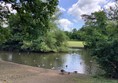 late spring sees the park full of Canadian geese.