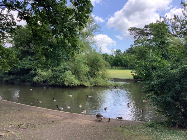 late spring sees the park full of Canadian geese.